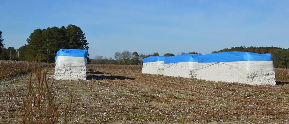 Cotton modules in a harvested field on Tatum Highway in Marlboro County, SC, near Bennettsville