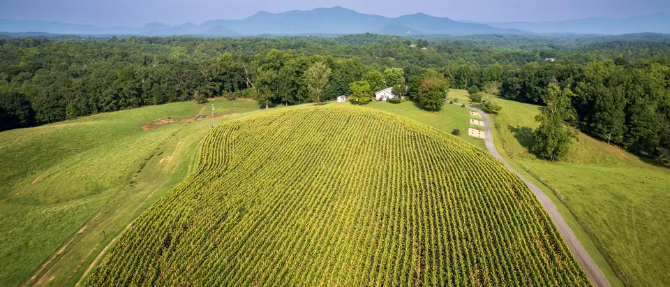 A green field and woods under a clear blue sky in rural North Carolina