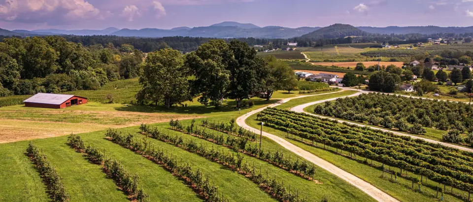 Vineyard rows and a red barn among rolling hills in the North Carolina countryside