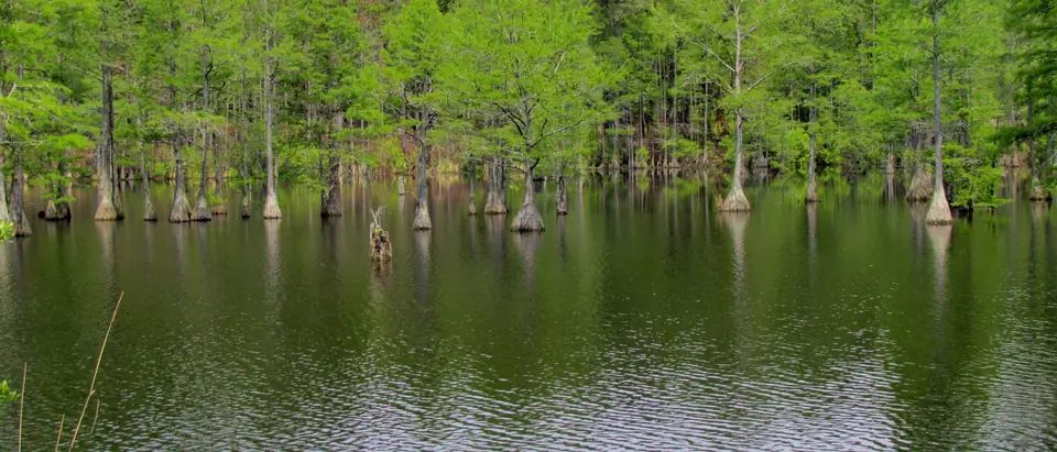 Cypress trees standing in the millpond at Carvers Creek State Park in Spring Lake, NC